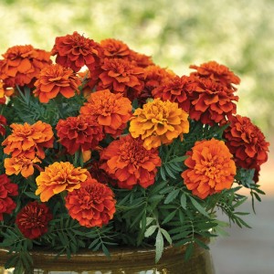 Tagetes Fireball  ХАМЕЛИОН