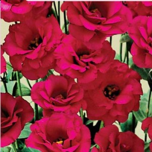Eustona grandiflorum F1 Aube Red