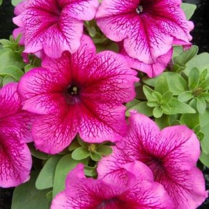 Petunia Lambada F1 Red Veined