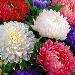 Callistephus (Астра пионовидная смесь) Tower