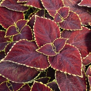 Coleus Wizard  Scarlet