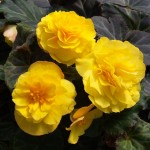 Begonia Nonstop Mocca F1 Yellow
