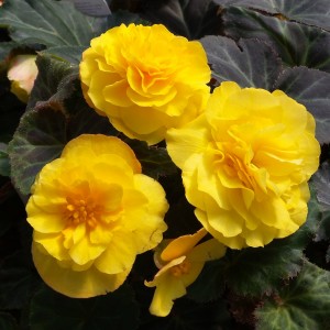 Begonia Nonstop Mocca F1 Yellow