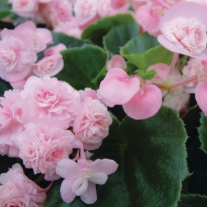 Begonia semperflorens F1 Fiona Pink