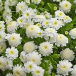 Tanacetum Carlos White (хризантема однолетняя)
