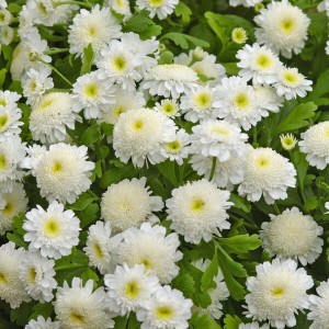 Tanacetum Carlos White (хризантема однолетняя)