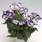 Eustona grandiflorum  Sapphire F1 Blue Chip