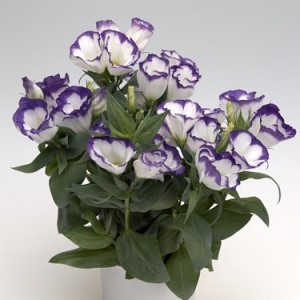 Eustona grandiflorum  Sapphire F1 Blue Chip