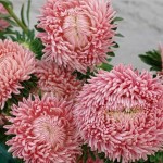 Callistephus chihensis(Астра) Chrisantella Living Coral
