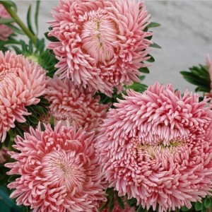 Callistephus chihensis(Астра) Chrisantella Living Coral