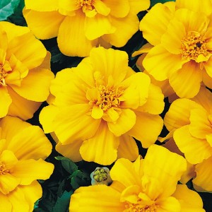 Tagetes patula Durango F1Yellow