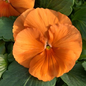 Viola MATRIX F1 Orange