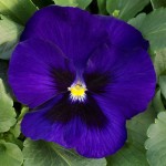 Viola MATRIX F1  Blue Blotch