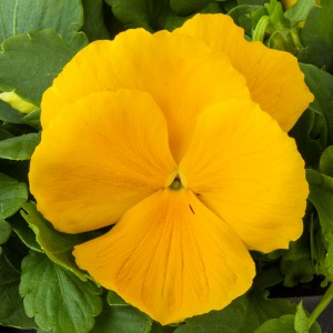 Viola MATRIX F1  Yellow