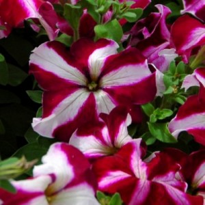 Petunia Tango F1 Burgundy Star