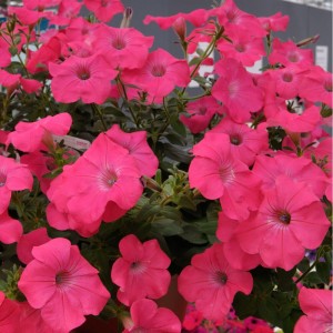 Petunia ампельная F1 Tidal Wave  Hot Pink