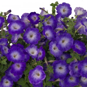 Petunia ампельная,мелкоц.     Gioconda F1 Saturn Blue