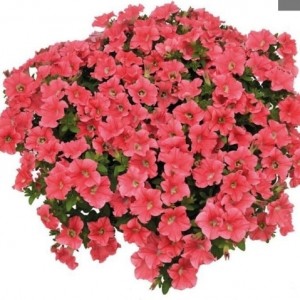 Petunia ампельная  Easy Wave F1 Coral Reef