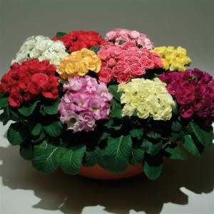 Primula acaulis F1 Primlet mix(махровая смесь)