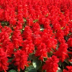 Salvia splendens Magic Fire