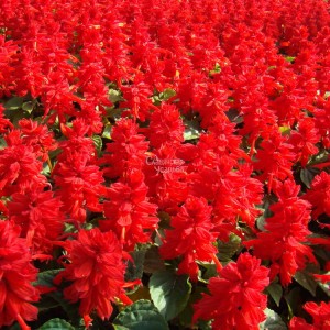 Salvia splendens Magic Fire