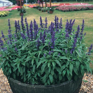 Salvia farinacea Victoria 