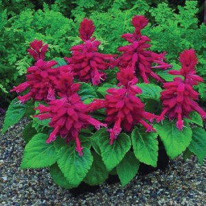 Salvia splendens Sizzler Burgundy