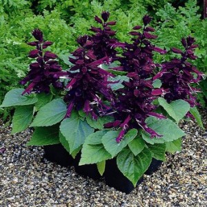 Salvia splendens Sizzler Purple