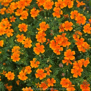 Tagetes tenuifolia(тонколистный)  Carina orange