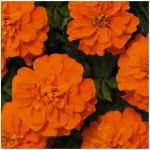 Tagetes erecta nana Cupid Orange