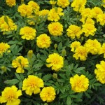 Tagetes erecta nana Cupid Yellow