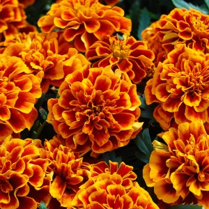 Tagetes patula Chica Flame