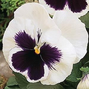 Viola Mammoth F1 Glamarama White