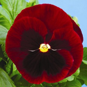 Viola Mammoth F1 Big Red