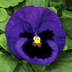 Viola Mammoth F1 Blue-ti-ful