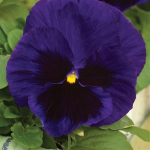 Viola Mammoth F1 Deep Blue Dazzle