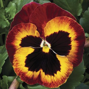 Viola Mammoth F1 On Fire