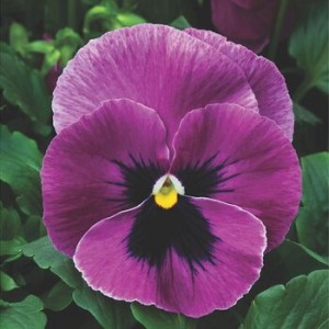Viola Mammoth F1 Pink Berry