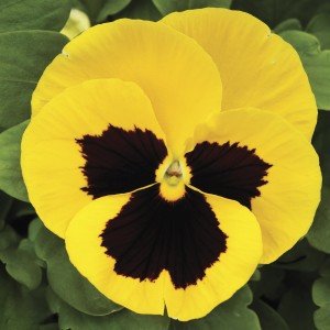 Viola Mammoth F1 Queen Yellow Bee