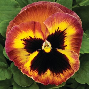 Viola Mammoth F1 Sangria Punch