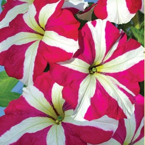 Petunia Tango F1 Rose Star