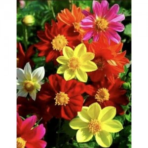 Dahlia variabilis dwarf Mignon mix
