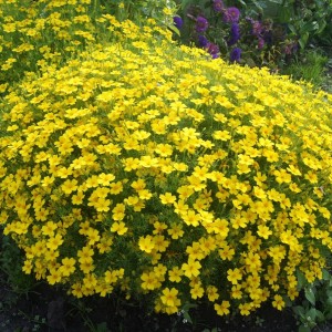 Tagetes tenuifolia(тонколистный) Lulu lemon yellow