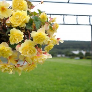 Begonia tubernybrida  Iiiumination F1 Lemon