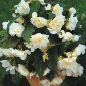 Begonia tubernybrida  Iiiumination F1 White
