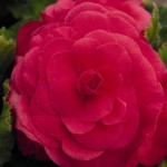 Begonia Nonstop F1 Deer Rose