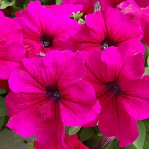 Petunia Tango F1 Pink