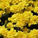 Tagetes patula Boy Yellow