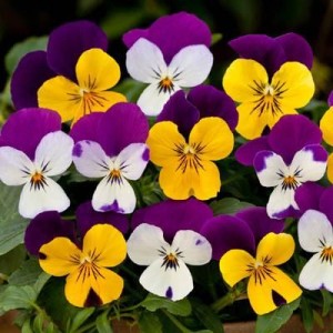 Viola wittrockiana F1 Freefall ампельная Little Faces Mix