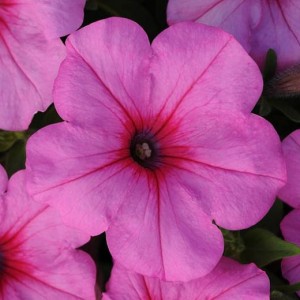 Petunia ампельная Easy Wave Pink Passion